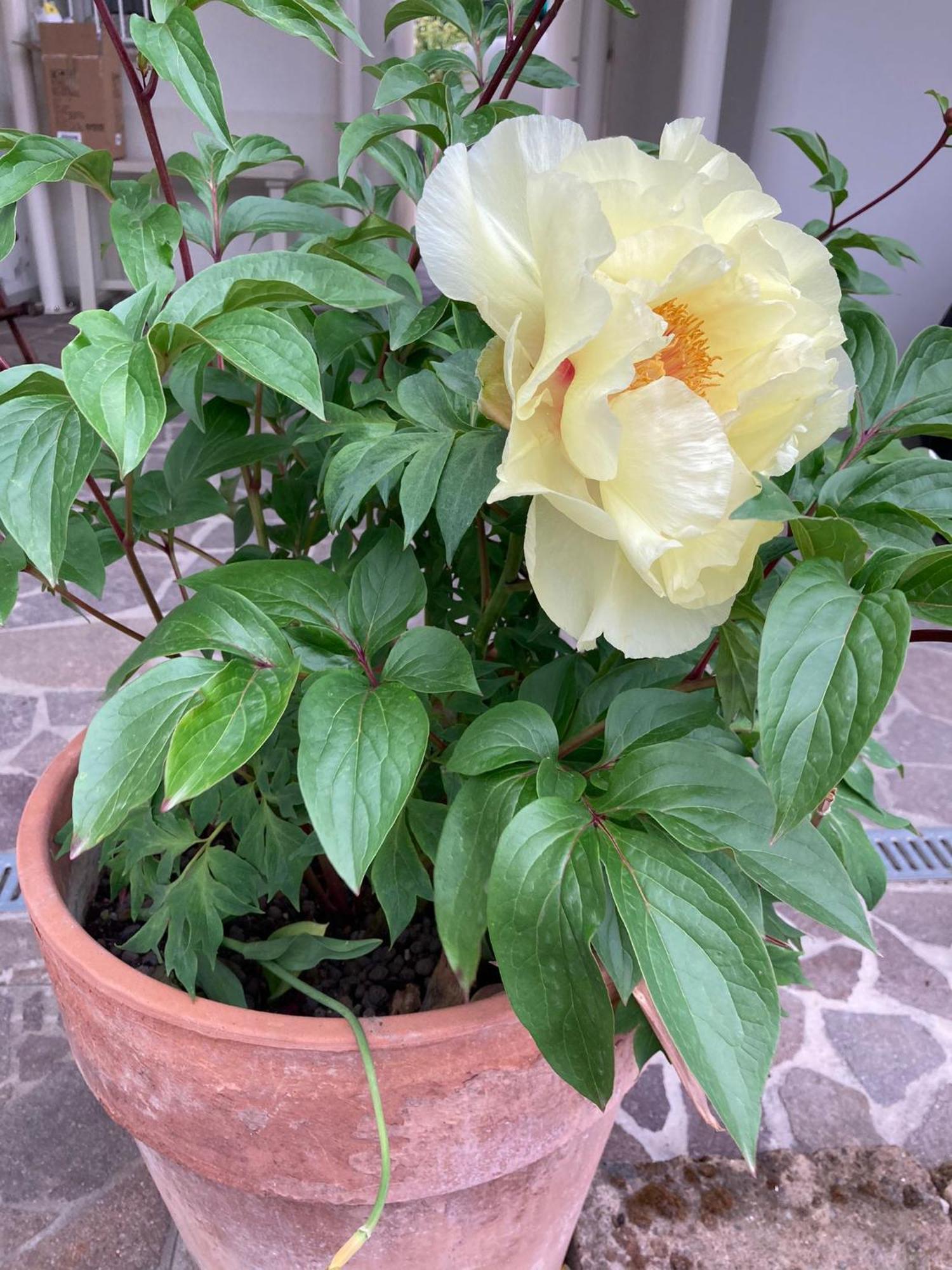 La Casona B&B 산 미켈레 알라디게 외부 사진